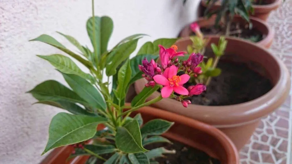 The art of maintaining a stunning exterior with ultra-resistant plants